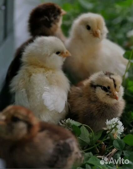 Цыплята