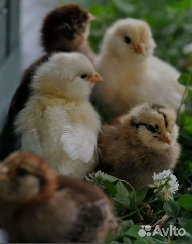 Цыплята