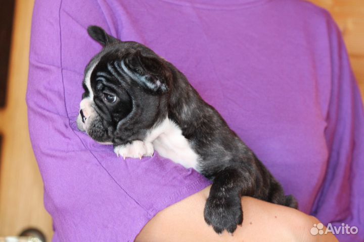 Француженка - девочка