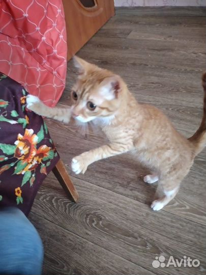 Рыжий котенок девочка домашняя