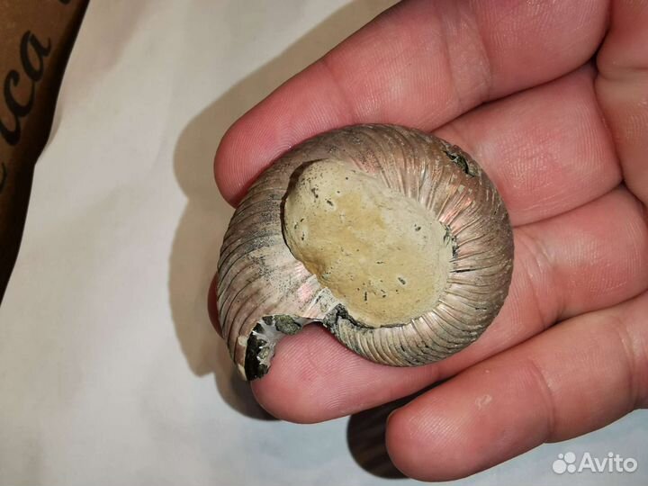 Аммонит Quenstedtoceras lamberti 52 мм