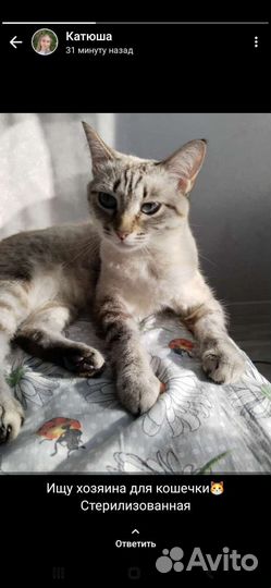 Кошка в дар бесплатно