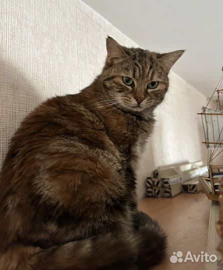 Кошечка в добрые руки