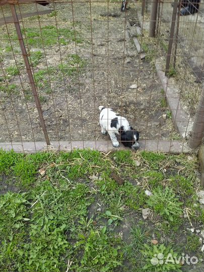 Продается щенок спаниель Рожден 21 марта