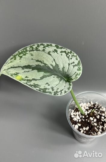 Сциндапсус экзотика, силтвер энн, жаде сатин, хиро