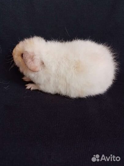 Американский тедди