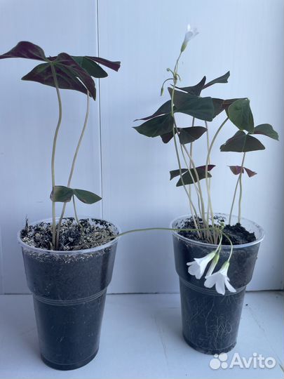 Кислица оксалис