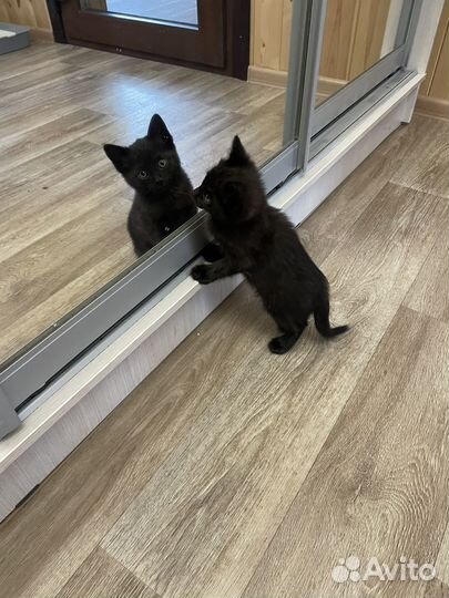 Котенок в добрые руки