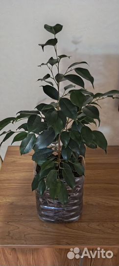 Молодое деревце