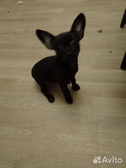 Мини той-терьер