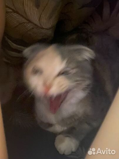 Отдам кошку