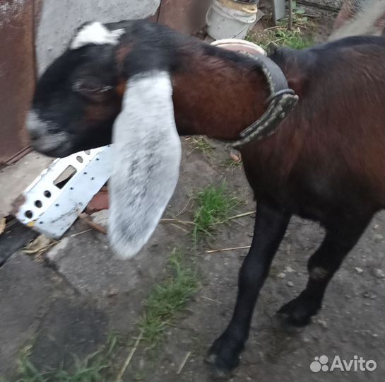 Коза нубийская