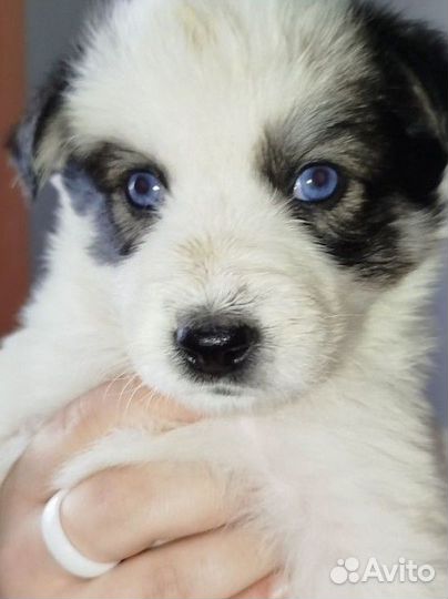 Щенки в добрые руки