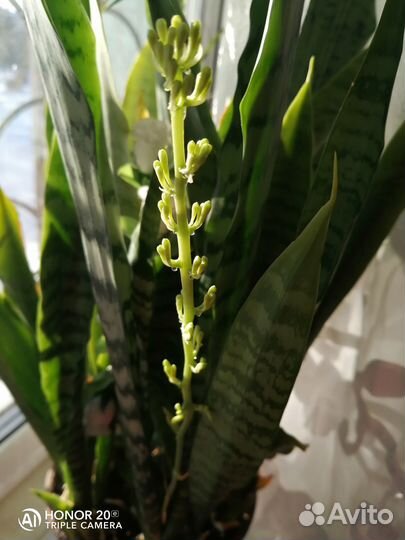 Продам цветы комнатные