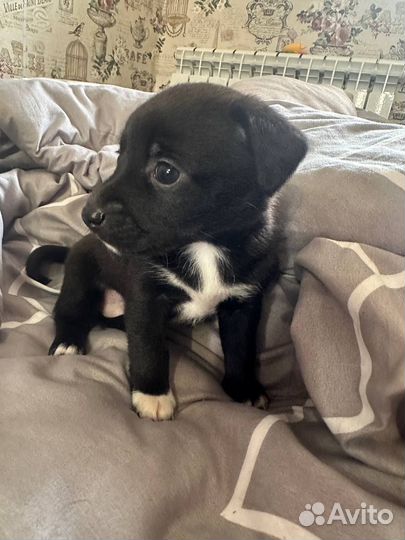 Собака в добрые руки щенок