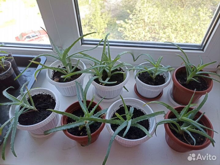 Алоэ молодой 50р