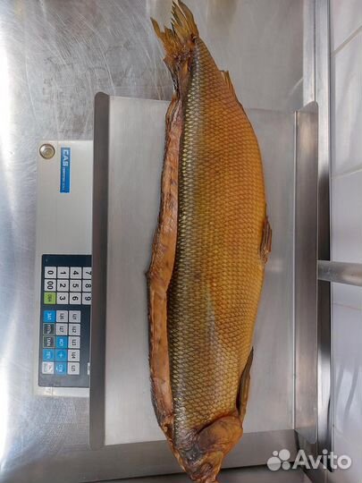 Щекур (Чир,сиг) хк премиум