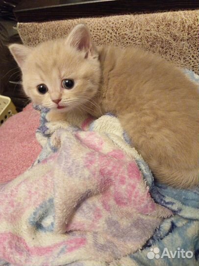 Кошечка шотландская