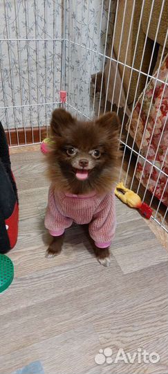 Одежда для собак