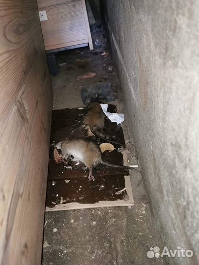 Уничтожение крыс, мышей. Дератизация