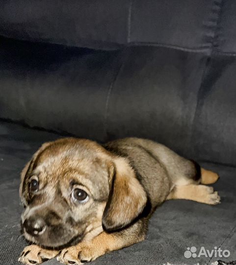 Щенок(девочка)