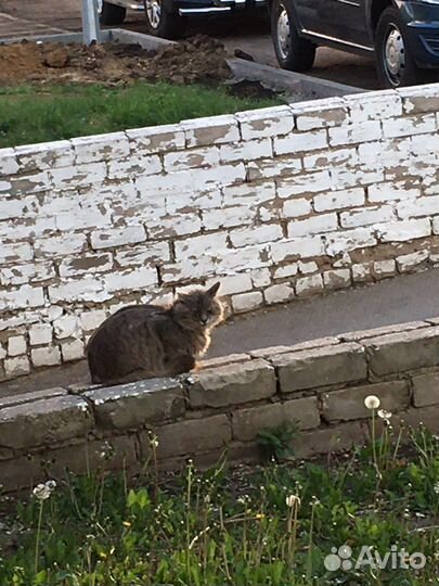 Кошки бесплатно