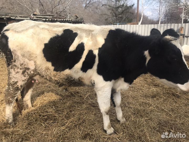 Корова и телки