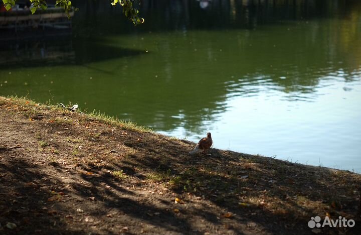 Nikon D1X CCD супер цвет