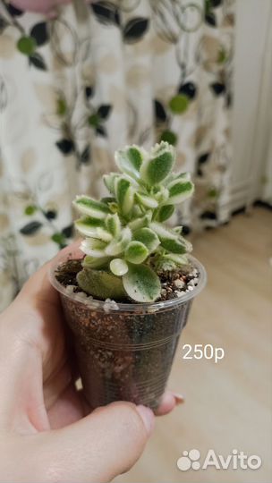 Суккуленты