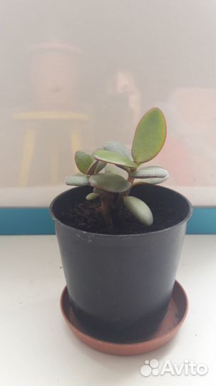 Денежное дерево (толстянка, красула)