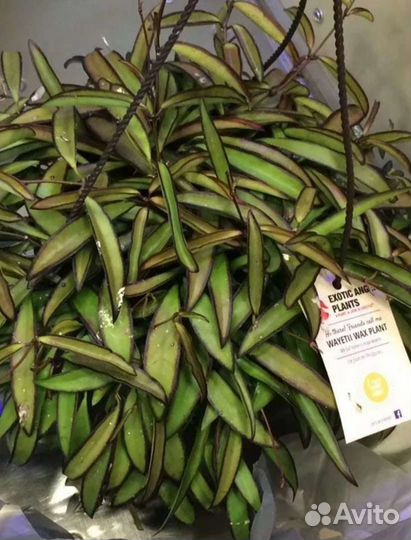 Хойя (Росита, Сигиталис и др)