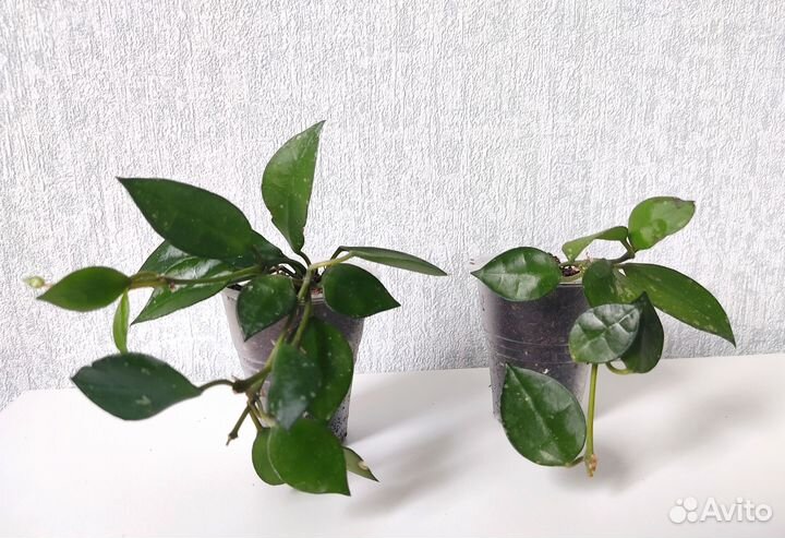 Хойя Лакуноза Эскимо Сплеш