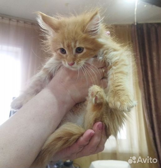 Продаются котята мейн-кун девочки