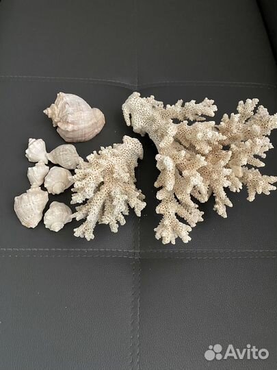 Кораллы для аквариума