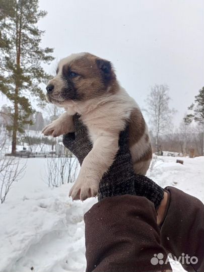 Продажа щенков Алабая
