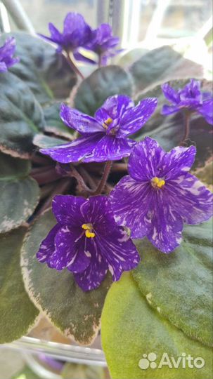 Комнатные цветы