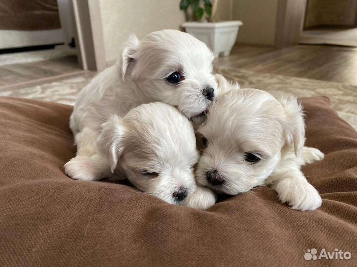 Щенки мальтийской болонки