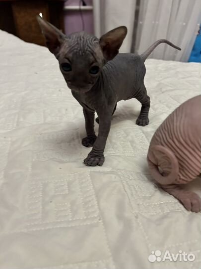 Канадский сфинкс котенок