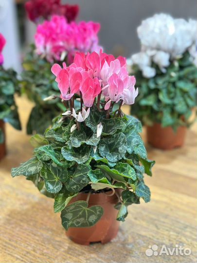 Комнатные растения:Цикламен