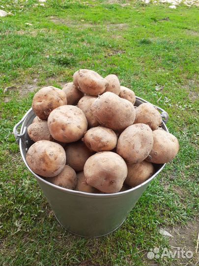 Картошка семенная