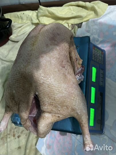 Гуси Линда живым весом