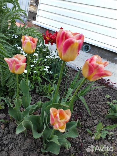 Тюльпаны пять видов