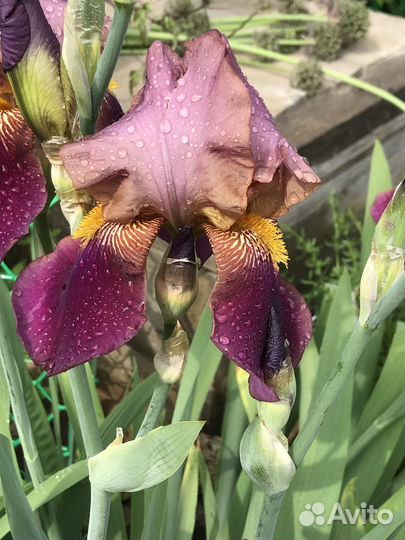 Ирисы бородатые, флокс