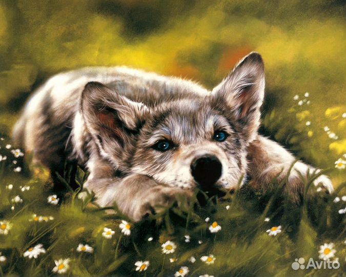 Фото камера nikon 4300