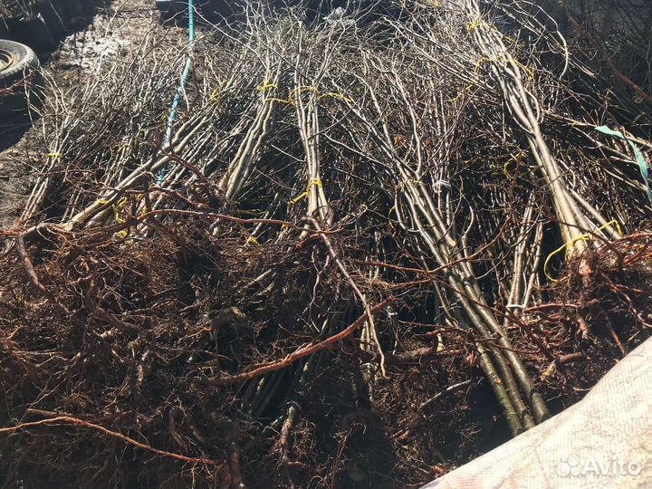 Саженцы липа