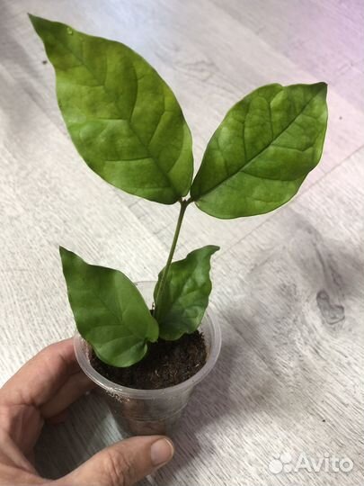 Жасмин комнатный