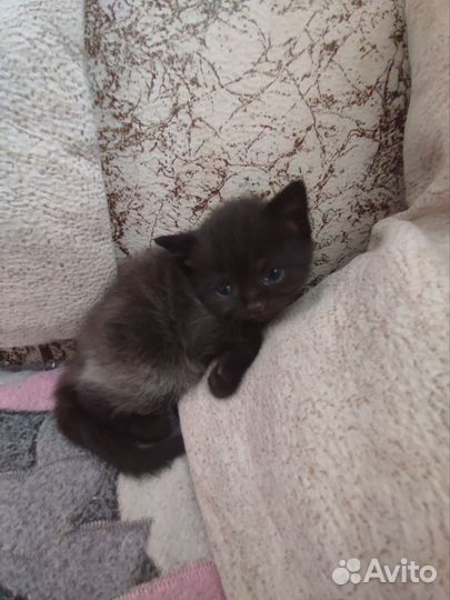 Шотландская кошка