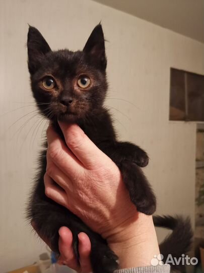 Котенок в добрые руки