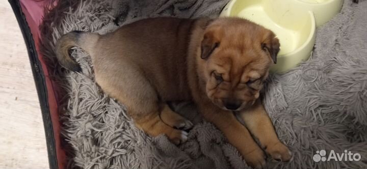 Щенки шарпей