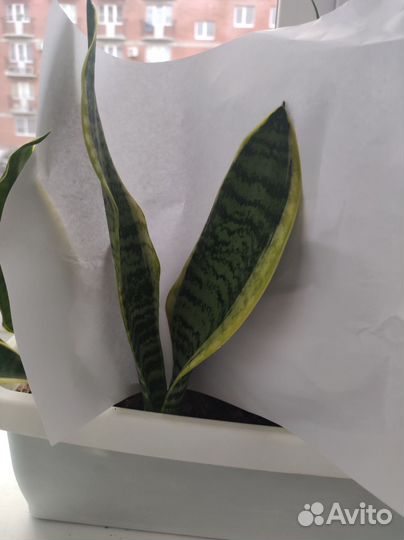 Сансевиерия футура суперба